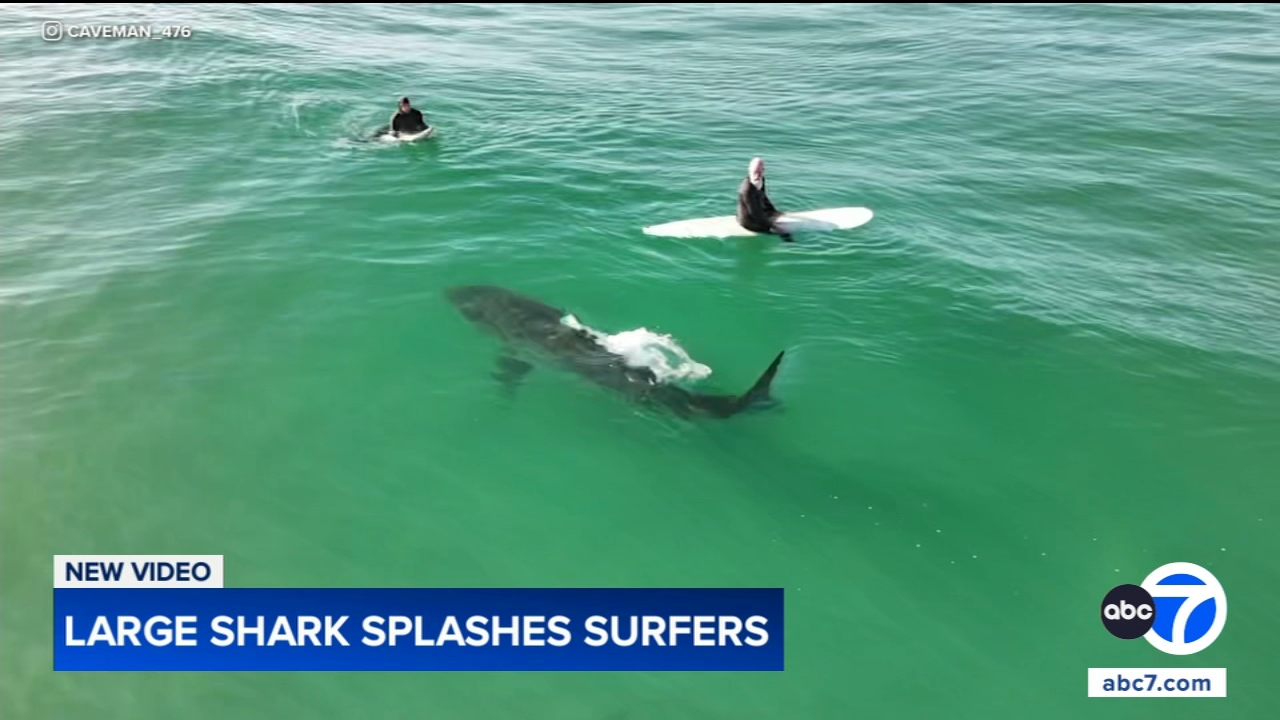 Shark swims near surfers, splashes one with its tail in close encounter off California coast, video shows
       — St. Charles Sports news